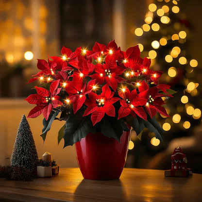 Glänsande Rubin-Julstjärna